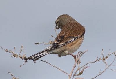 Common Linnet (Linaria cannabina)