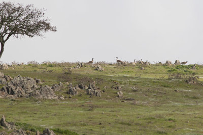 Great Bustard (Otis tarda)