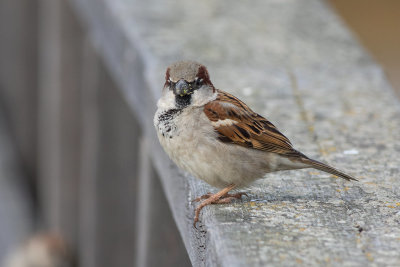 House Sparrow (Passer domesticus)