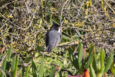 Sardinian Warbler (Sylvia melanocephala)