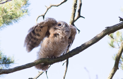 Tawny Owl (Strix aluco)