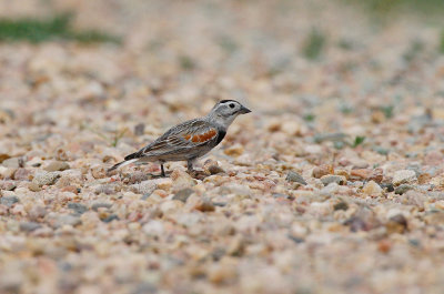 Thick-billed Longspur (Rhynchophanes mccownii)