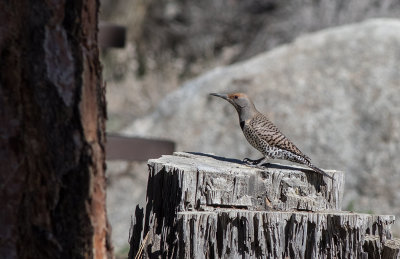 Northern Flicker (Colaptes auratus)