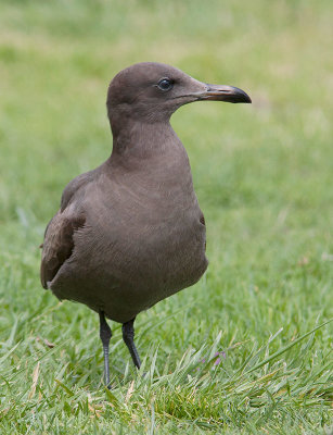Heermann´s Gull (Larus heermanni)