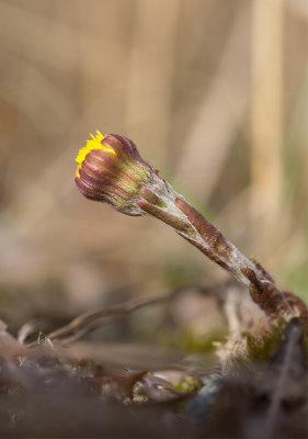 Hsthov (Tussilago farfara)