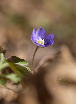 Blsippa (Hepatica nobilis)