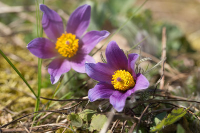 Backsippa (Pulsatilla vulgaris)	