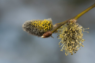 Slg (Salix caprea)