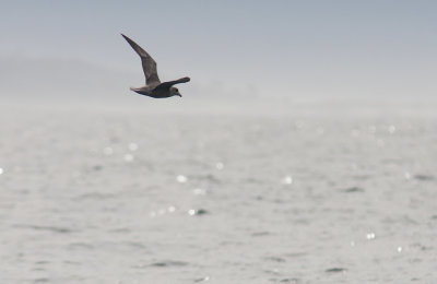 Northern Fulmar (Fulmarus glacialis)