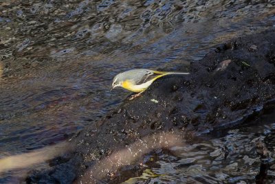 Grey Wagtail (Motacilla cinerea)