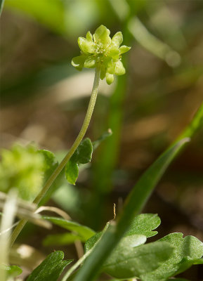 Desmeknopp (Adoxa moschatellina)	