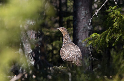 Western Capercaillie (Tetrao urogallus)	