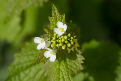 Lktrav (Alliaria petiolata)