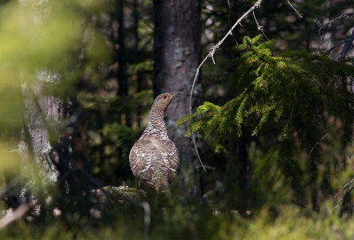 Western Capercaillie (Tetrao urogallus)	