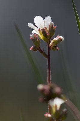 Mandelblomma (Saxifraga granulata)	