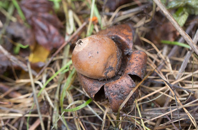 Kragjordstjrna (Geastrum michelianum)