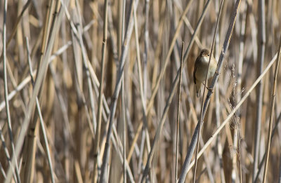 Eurasian Reed Warbler (Acrocephalus scirpaceus)