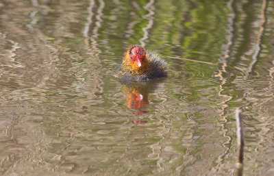 Eurasian Coot (Fulica atra)