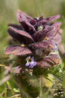 Blsuga (Ajuga pyramidalis)	