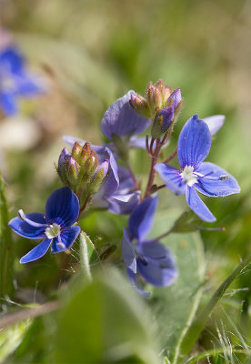 Teveronika (Veronica chamaedrys)	