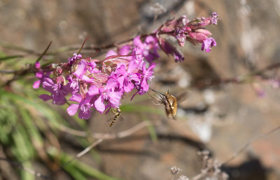 Prickvingad svvfluga (Bombylius medius)