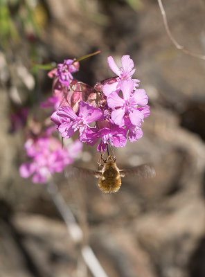 Prickvingad svävfluga (Bombylius medius)