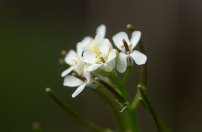 Löktrav (Alliaria petiolata)