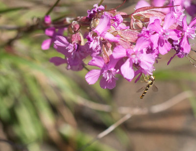 Taggslndfluga (Sphaerophoria scripta)