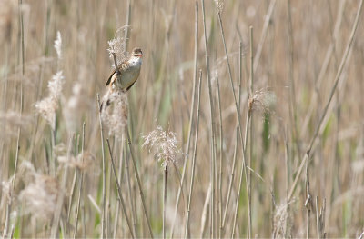 Great Reed Warbler (Acrocephalus arundinaceus)	