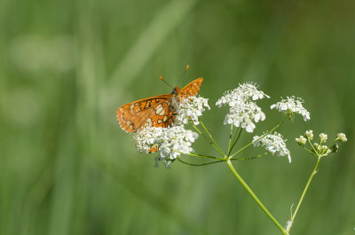 Askntfjril (Euphydryas maturna)