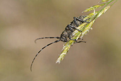 Tallbock (Monochamus sutor)