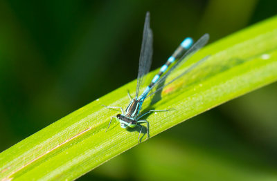 Spjutflickslnda (Coenagrion hastulatum)