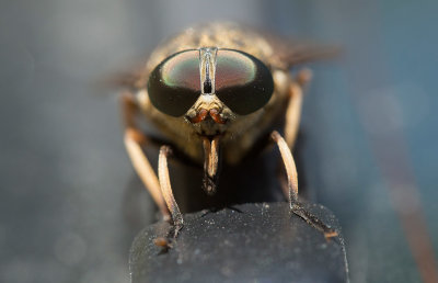 Stor fäbroms (Tabanus sudeticus)