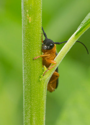 Videsmalbock (Oberea oculata)	