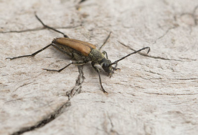 Svartkantad blombock (Anastrangalia reyi)