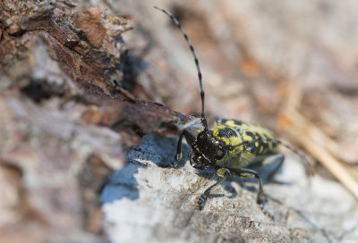 Bjrkvedbock (Saperda scalaris)