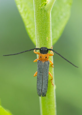 Videsmalbock (Oberea oculata)	