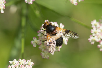 Fnsterblomfluga (Volucella pellucens)