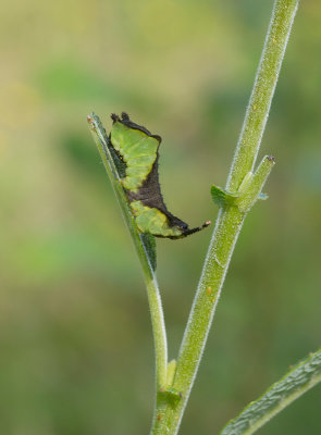 Grvit gaffelsvans (Furcula bifida)