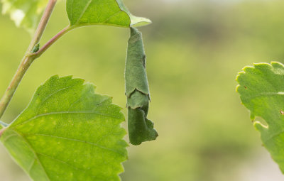 Rullvivel sp (Attelabidae sp)