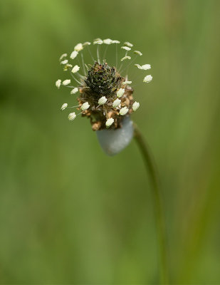 Svartkmpar (Plantago lanceolata)