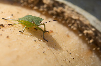 Grn brfis (Palomena prasina)