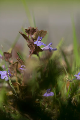 Jordreva (Glechoma hederacea)