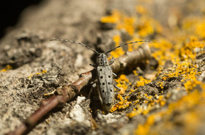 Grn aspvedbock (Saperda perforata)