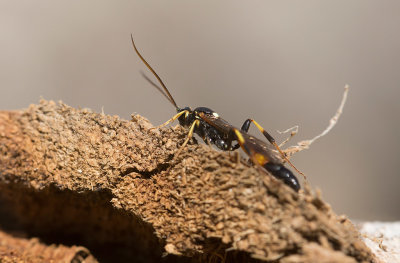 Brokparasitstekel (Ichneumon suspiciosus)