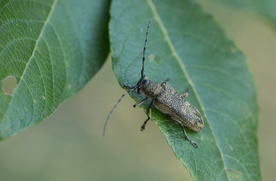 Större aspvedbock (Saperda carcharias)