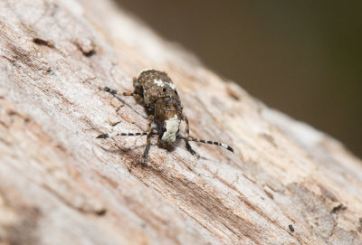 Vanlig plattnosbagge (Platystomos albinus)