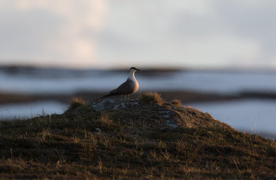 Long-tailed Jaeger (Stercorarius longicaudus)	