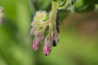 Uppländsk vallört (Symphytum uplandicum))