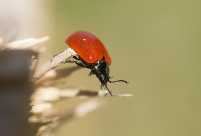 Aspglansbagge (Chrysomela populi)